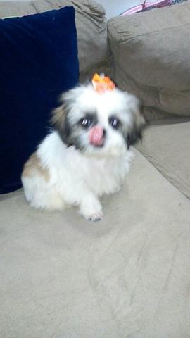 Cachorro