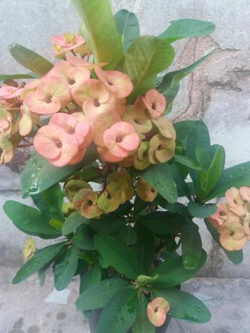Planta Coroa de Cristo - Foto 2