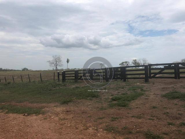 Fazenda 330 ha região chumbo poconé - Foto 11