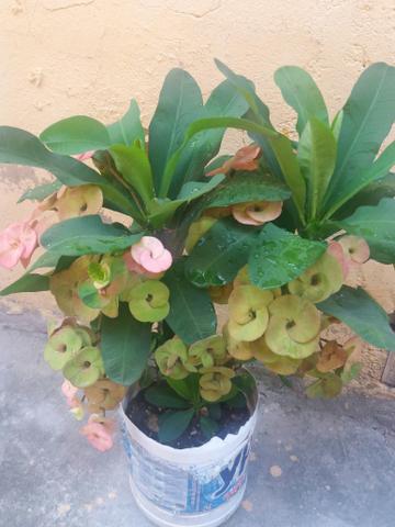 Planta Coroa de Cristo - Foto 3