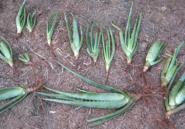 Mudas de babosa aloe vera. apartir 8,00