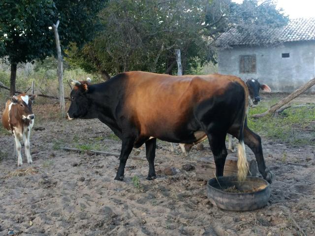Vendo touro jersey ou troco em garrotes - Foto 3
