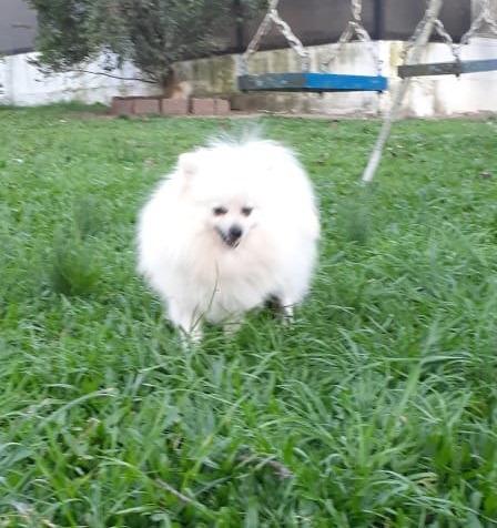 Spitz Alemão Anão - Com Pedrigree - Lulu da Pomerania Anão Branco