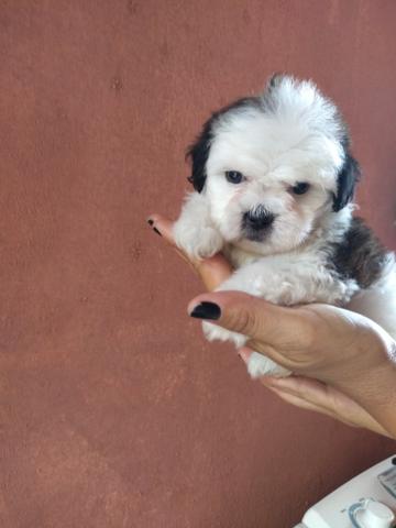 Shih tzu filhote Fêmea - Foto 5
