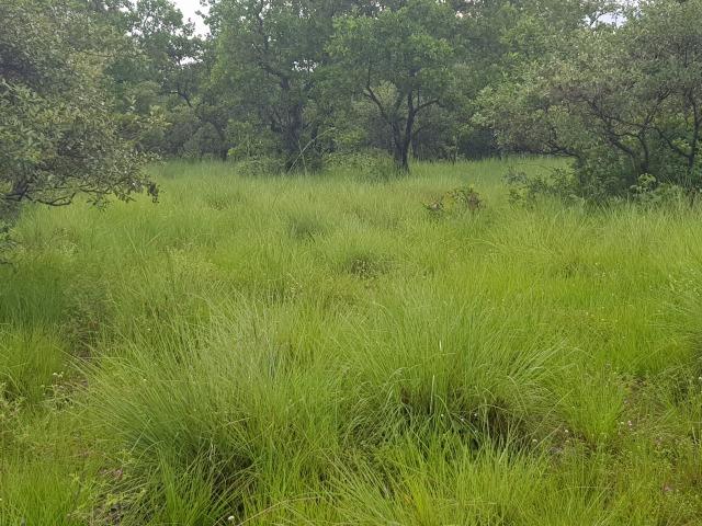 Fazenda 940 hectares em Mimoso