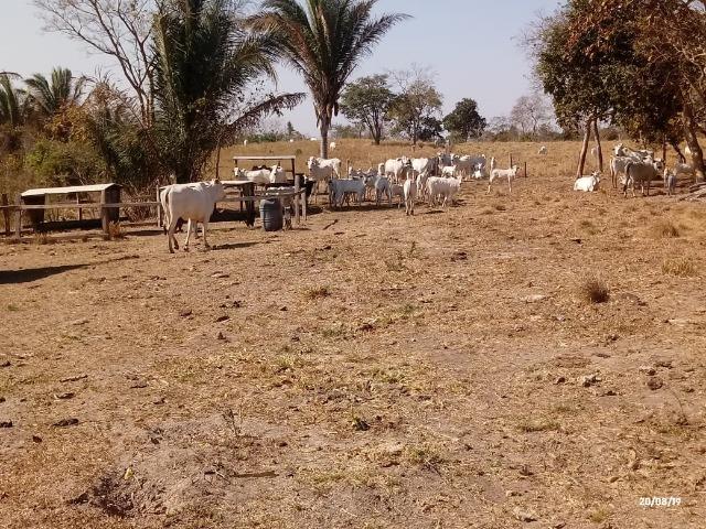 Fazenda abeira do asfalto na estrada da Guia MT 010 apos a entrada de Acorizal - Foto 20