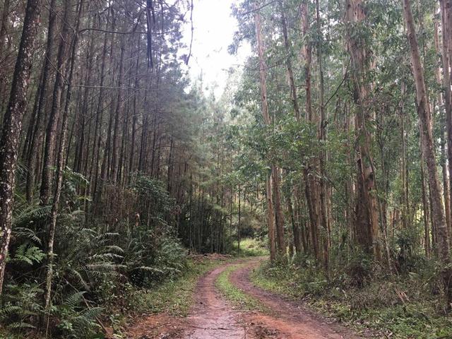 Terreno em são José dos Pinhais