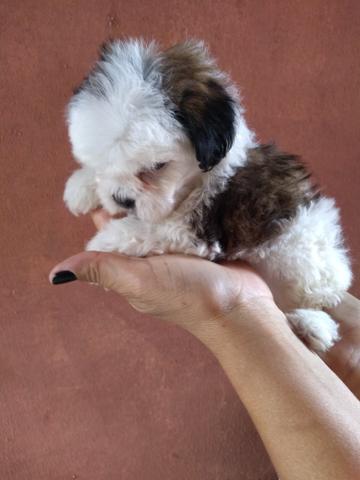 Shih tzu filhote Fêmea - Foto 2