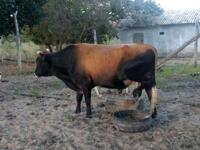 Vendo touro jersey ou troco em garrotes - Foto 2