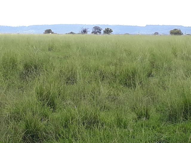 Fazenda em Arenapolis Mato Grasso Terra de Cultura - Foto 13