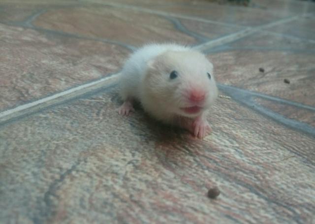Hamster