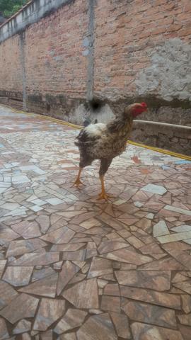 Frango e galinhas - Foto 3