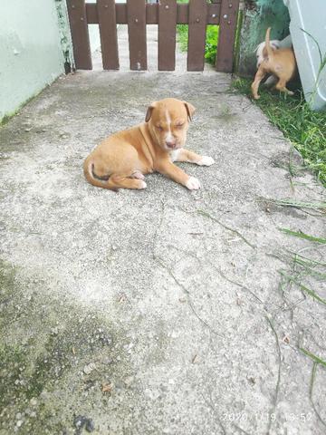 Filhotes PitBull Terrier - Pais com Pedigree - Foto 5