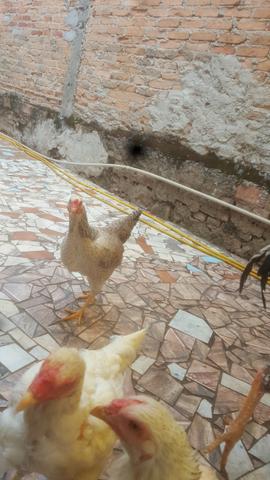 Frango e galinhas - Foto 5