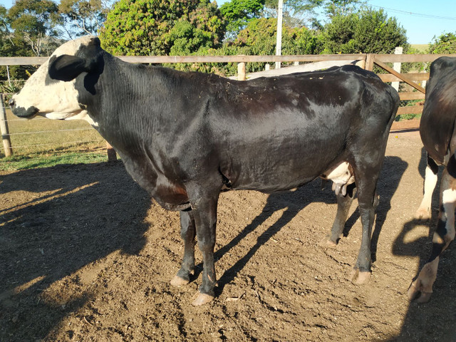Vacas Leiteiras de excelente padrão - Foto 3