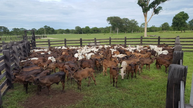 500 alqueres com 270 alqueires abertos dupla aptidão no Pará