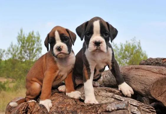 boxer com pedigree