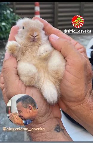 Coelhos mini ou Anão