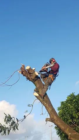 Poda de árvore ? limpeza de terrenos 