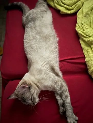 Gatinha , gata, doação - Foto 5