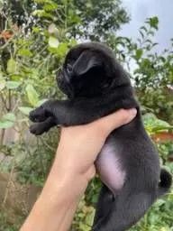 Pug mini Disponível  - Foto 6