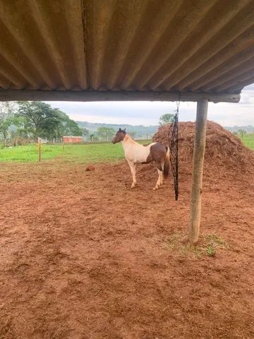 Traia de frente - Cavalos e acessórios - Vila Jayara, Anápolis