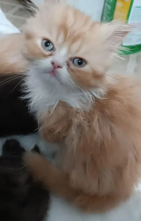 Persas maravilhosos - Foto 2