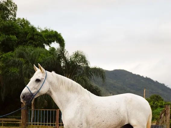 Garanhão genética Gironda