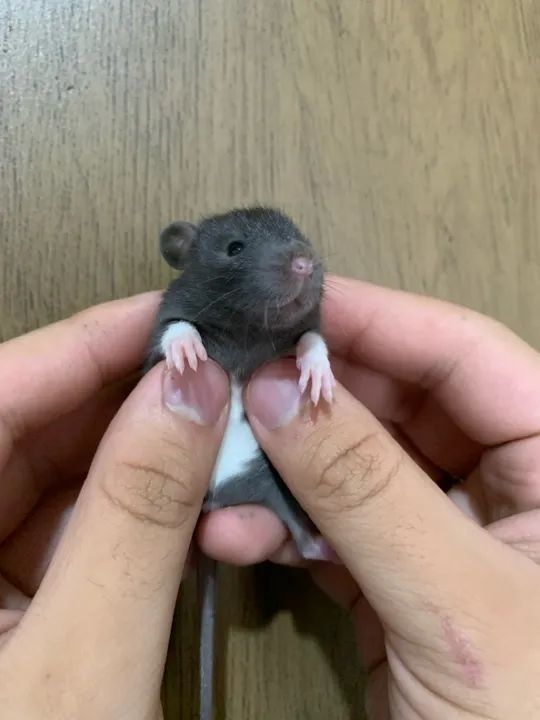 Rato Twister Filhote  - Foto 2