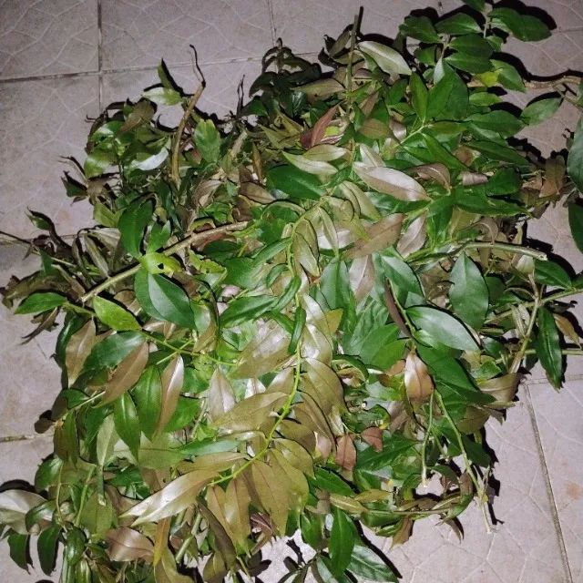 Maço de Ora Pro Nóbis