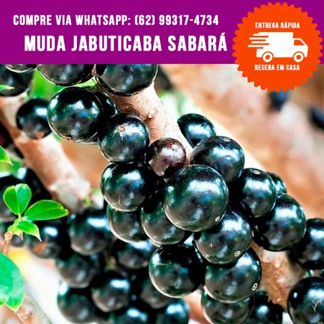 Muda de Jabuticaba Sabará