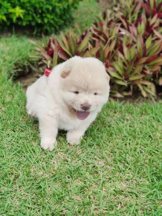 Filhotes de Chow Chow