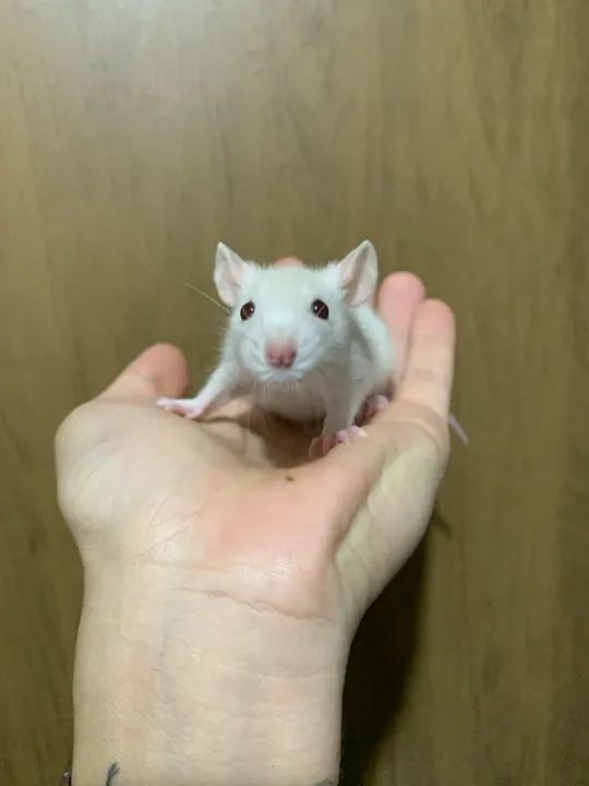 Rato Twister Filhote 