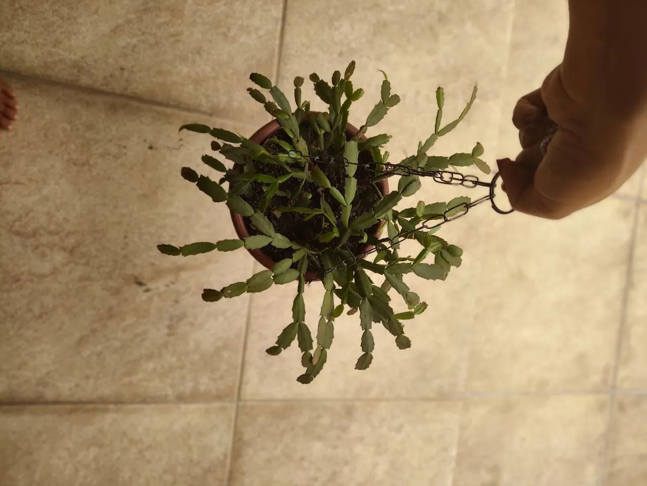 Planta Flor de maio vaso - Foto 3