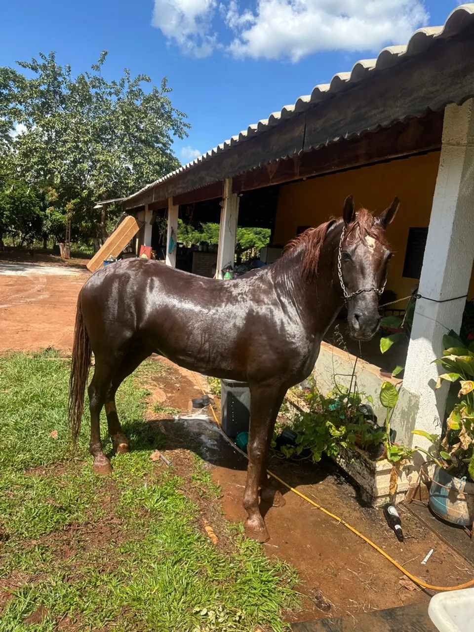 Vendo cavalo inteiro