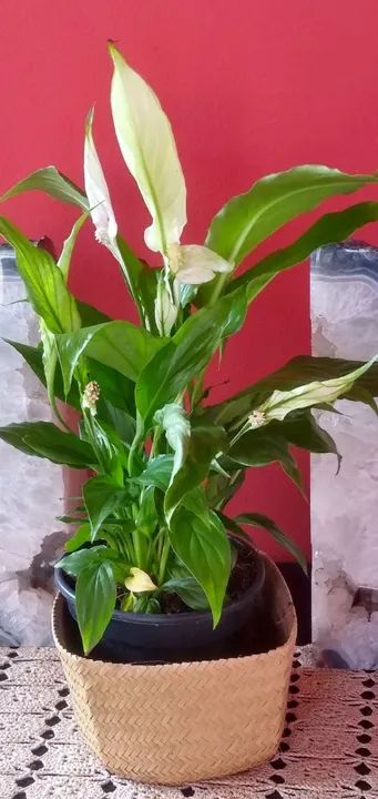Orquídeas Antúrios lírios Crisântemos  - Foto 3