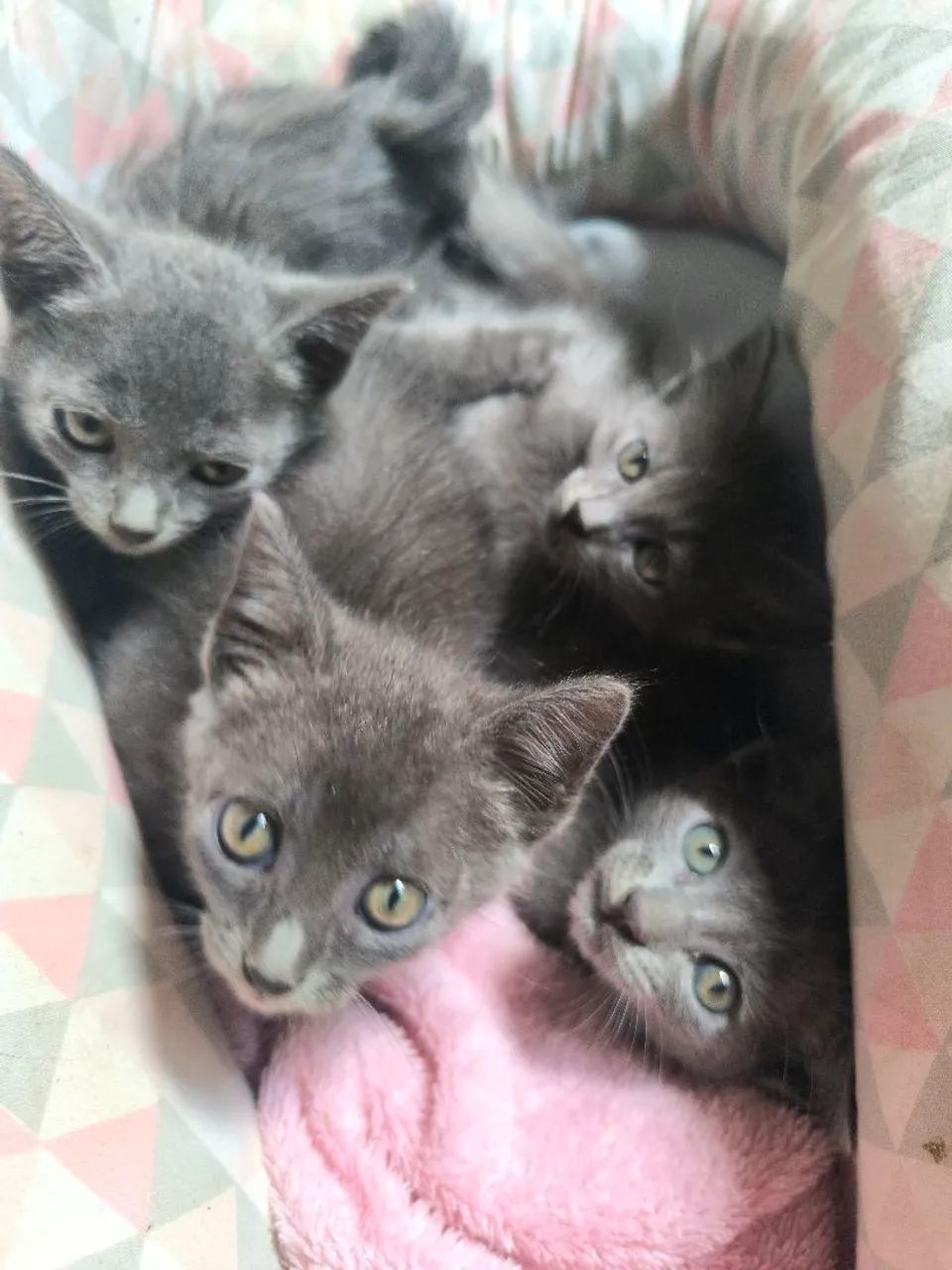 Ultimos filhotes de Russian blue disponível  - Foto 2