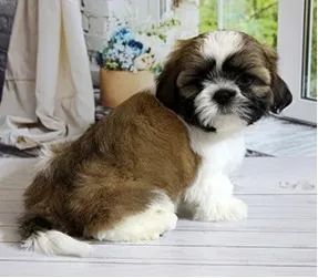 Shih-Tzu Fêmea Black: Charme e Aconchego Com Muito Estilo!