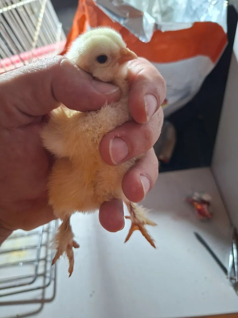 Pintinhos  Sedosa e Brahmam puros - Foto 3