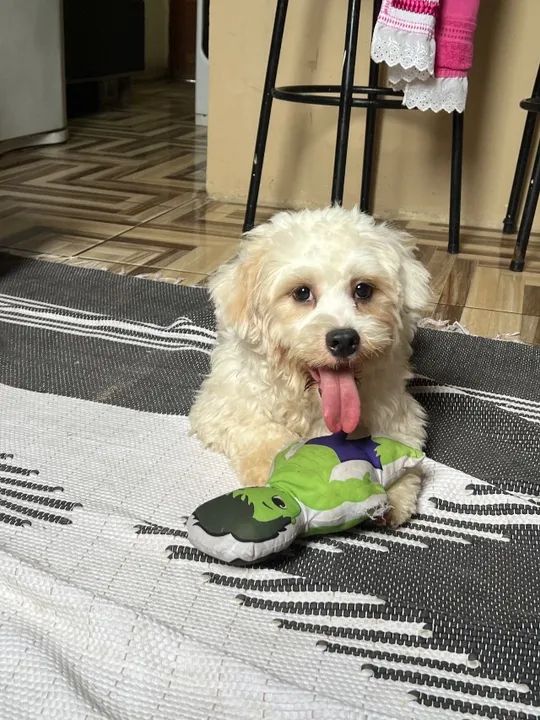 Doação de cachorro fêmea e macho lhasa apso - Foto 2