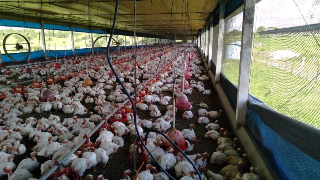 Galinheiro industrial completo - Foto 6