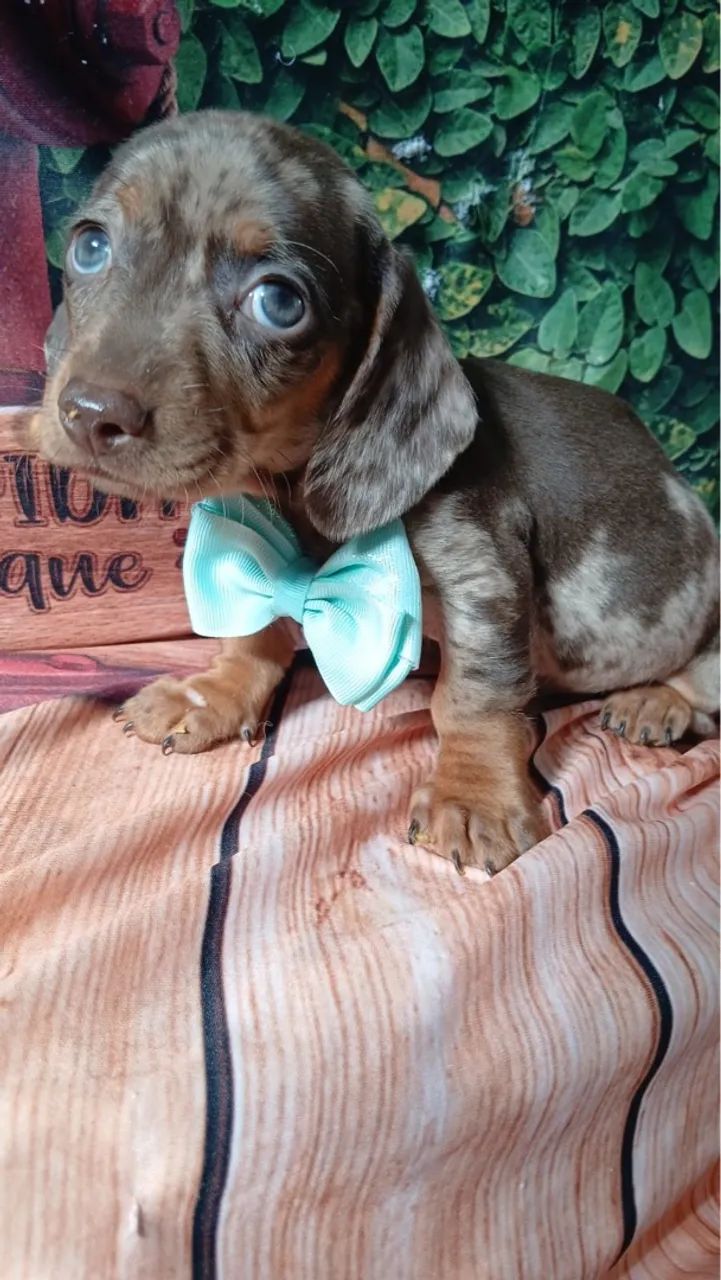 Dachshund (Teckel) com olhos azuis macho Alerquim 