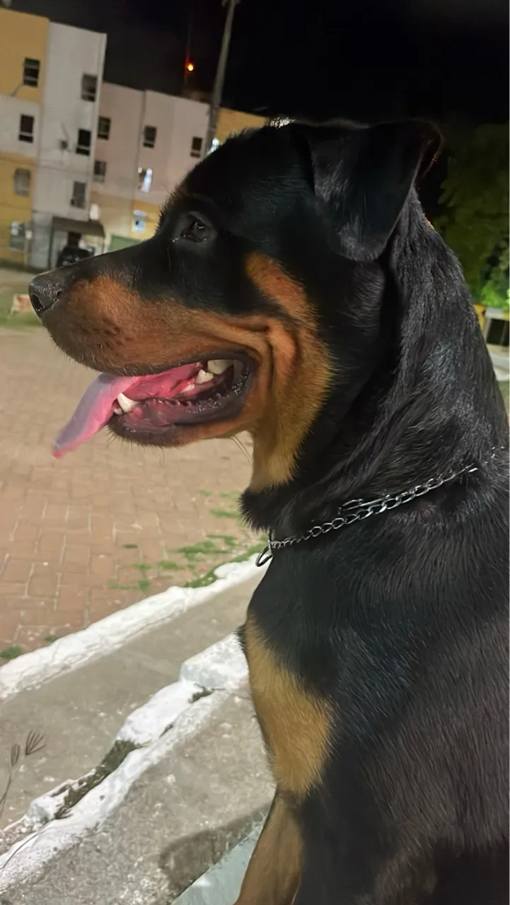 Rottweiler