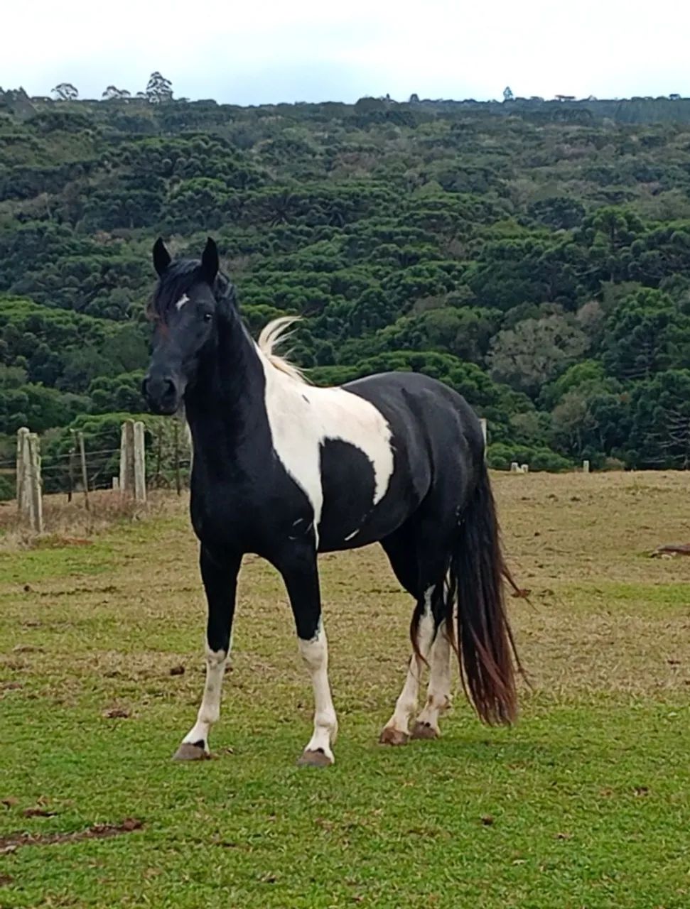 Cavalo Garanhao Mangalarga Marchador