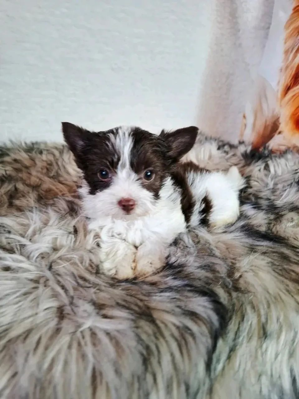 Sua melhor escolha! Sem dúvidas! Filhote de yorkshire birô MACHOS MINI