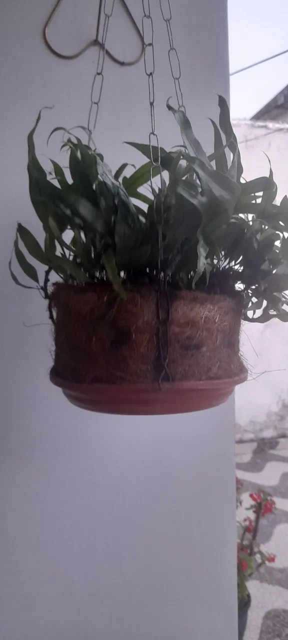 Vende-se umas plantas