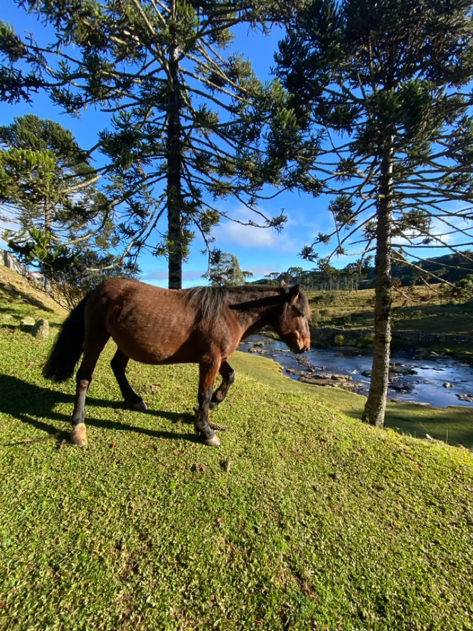 Cavalo petiço para crianças