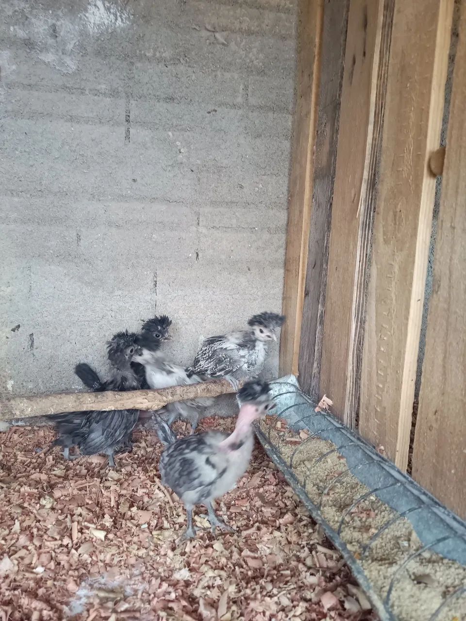 Pintinhos polonês  - Foto 3