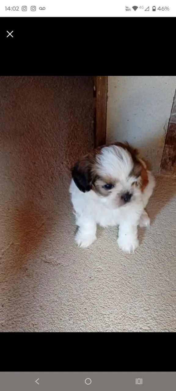 Filhote Shih Tzu fofo à venda