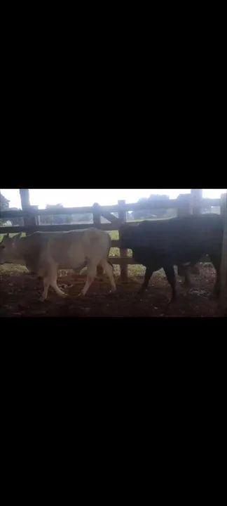 Bezerros sobreano 2900,00 - Foto 5